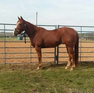 Meet your Posher, Bailey